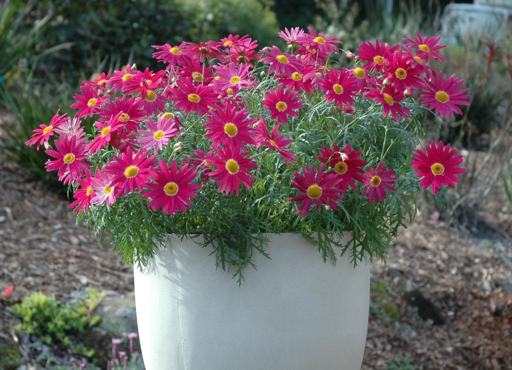 Argyranthemum Sublime Pink Common Name Federation Daisy 175mm Pot Dawsons Garden World