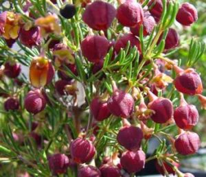 Boronia Megastigma Heaven Scent 140mm Pot