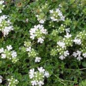 Thymus Serphyllum Albus (Common Name - White Creeping Thyme) 140mm Pot