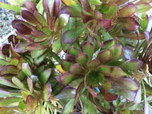 Aeonium Arboreum Atropurpurea 150mm Pot