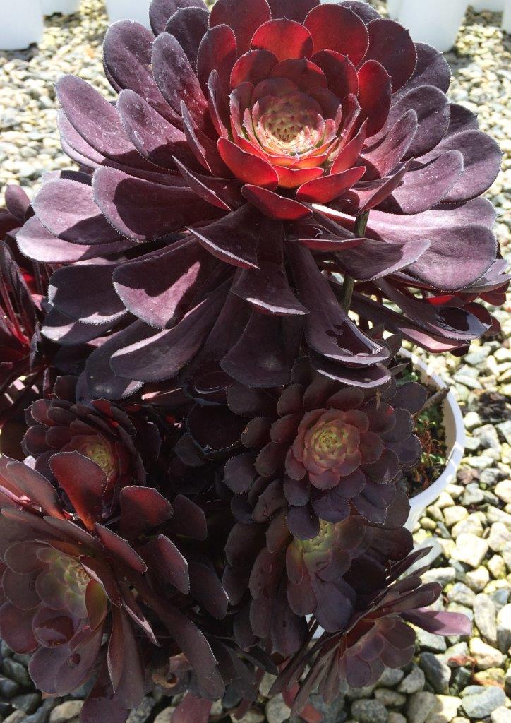 Image Result For Garden Centres And