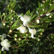 Myrtus Communis ( Common Name - White Myrtle) 125mm