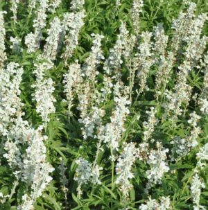 Salvia Mirage White 140mm Pot