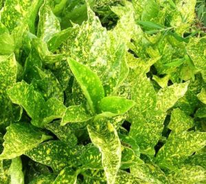 Acuba Japonica (Common Name - Gold Dust Plant) 150mm Pot