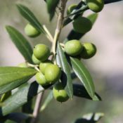 Olive Garden Harvest (Common Name - Compact Olive) 175mm Pot