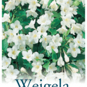 Weigela Alba 175mm Pot