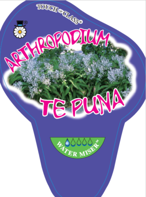 Arthropodium Cirratum Te Puna 175mm pot