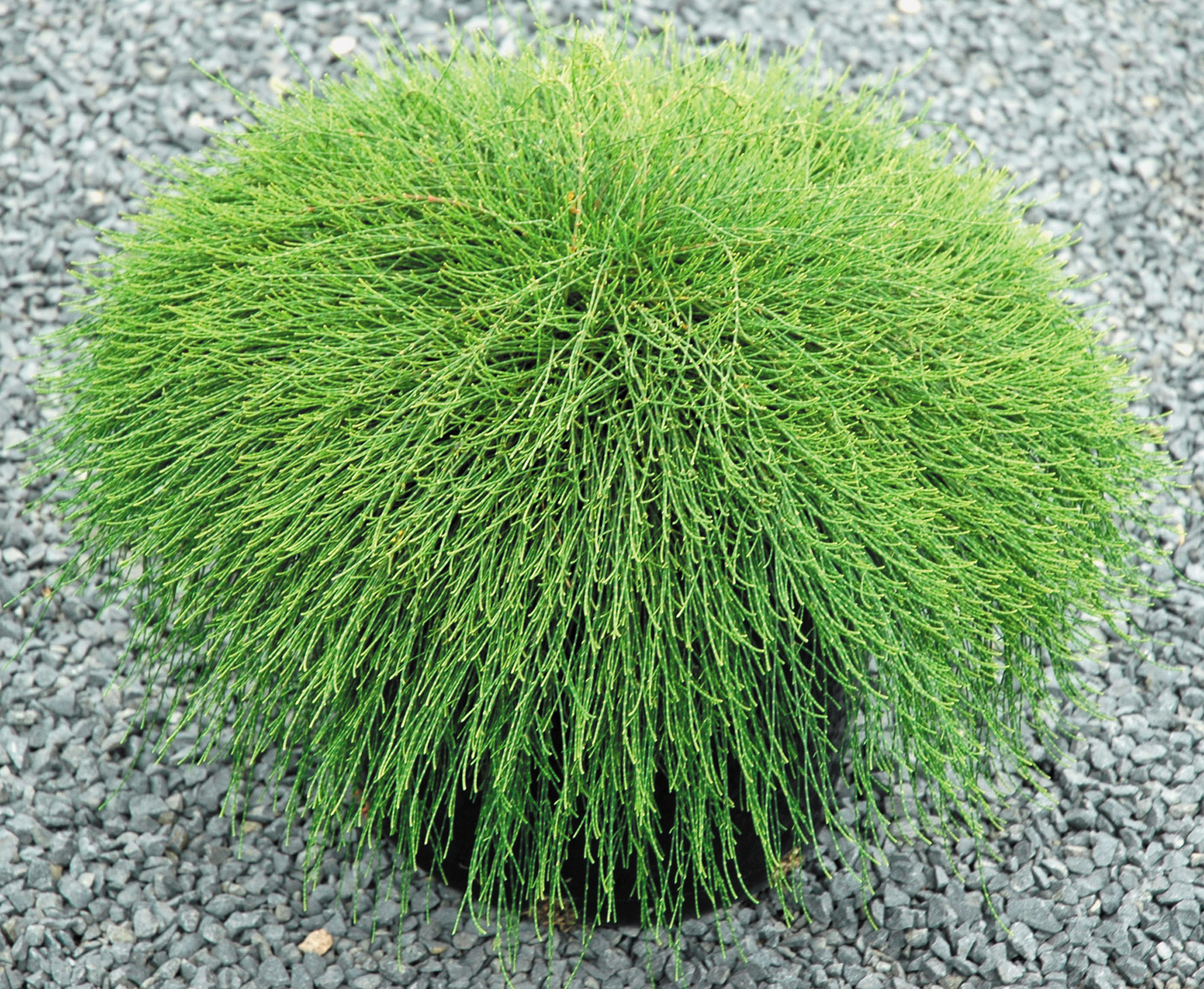 Casuarina Glauca Cousin It 150mm Pot Dawsons Garden World