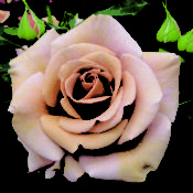 Hedging rose (Floribunda) Soul Sister 175mm Pot
