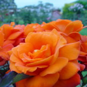 Long stemmed rose (Hybrid Tea) Fearless 175mm Pot