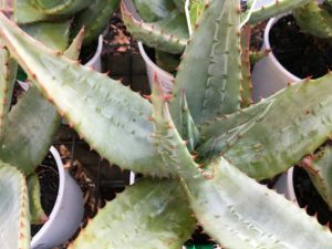 Aloe Ferox Beauty 150mm Pot