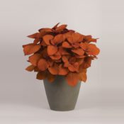 Coleus Campfire 150mm Pot