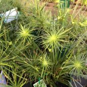 Cyperus Prolifer/Papyrus Nana 175mm Pot