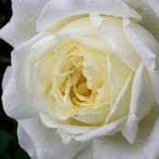 Long Stemmed rose (Hybrid Tea) National Pride 175mm Pot
