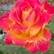 Long Stemmed rose (Hybrid Tea) City of Perth 175mm Pot