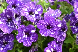 Petunia X Hybrida Night Sky 150mm Pot