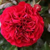 Hedging Rose (Floribunda) Bordeaux 175mm pot