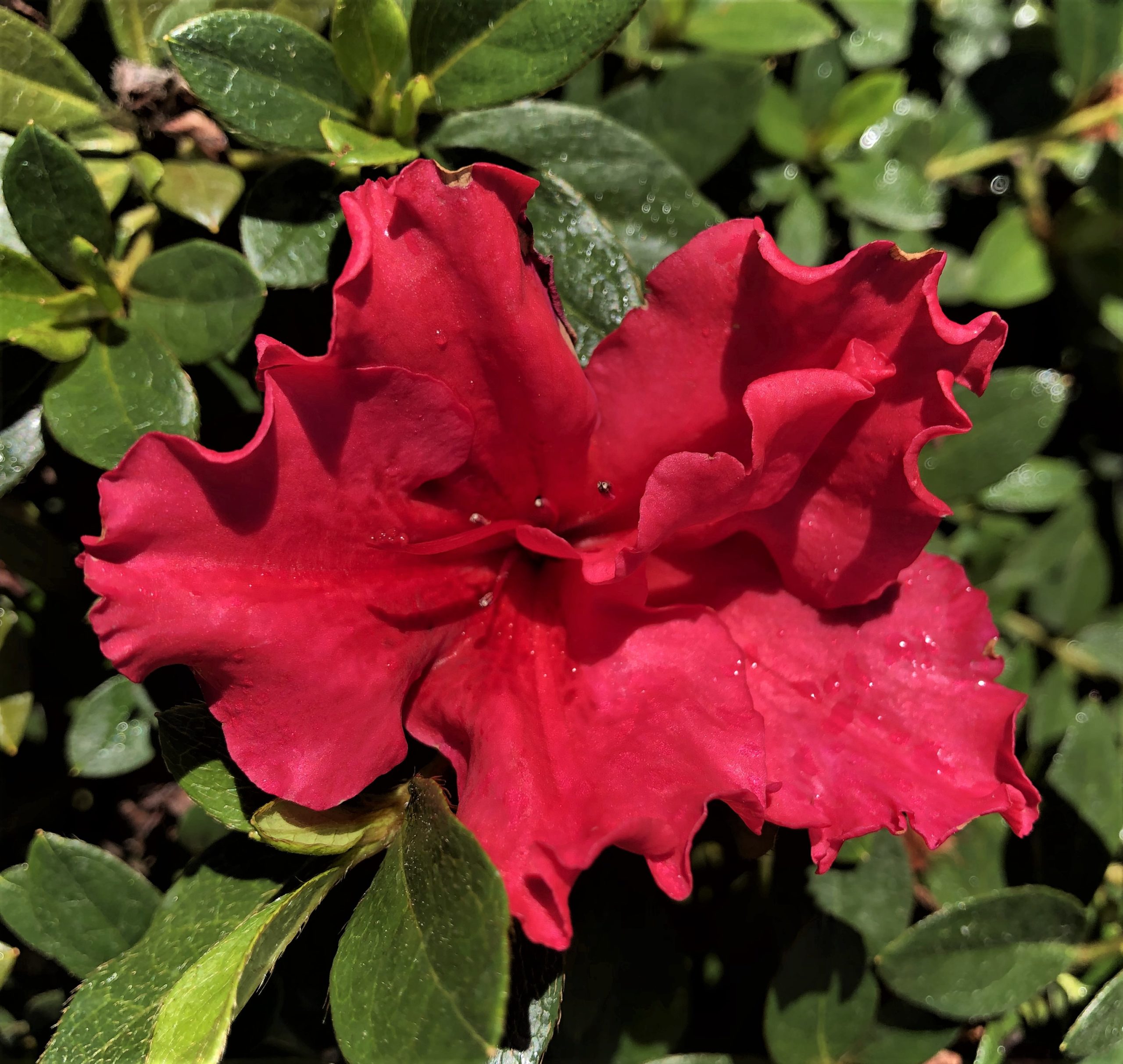 Azalea Dogwood Red 150mm Pot (Shade Variety) Dawsons Garden World