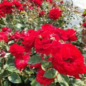 Hedging rose (Floribunda) Dear Father 175mm Pot