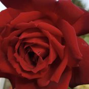 Climbing rose Papa Meilland 175mm Pot